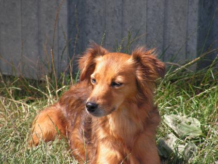 ma chienne
