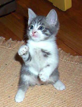 chaton