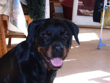 rottweiler