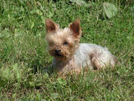 ma chienne
