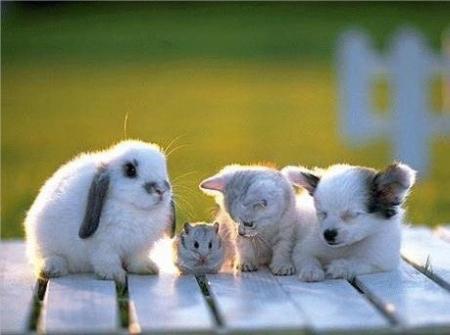 amis(e)